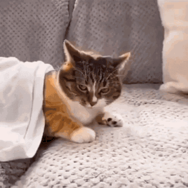1755440400.gif